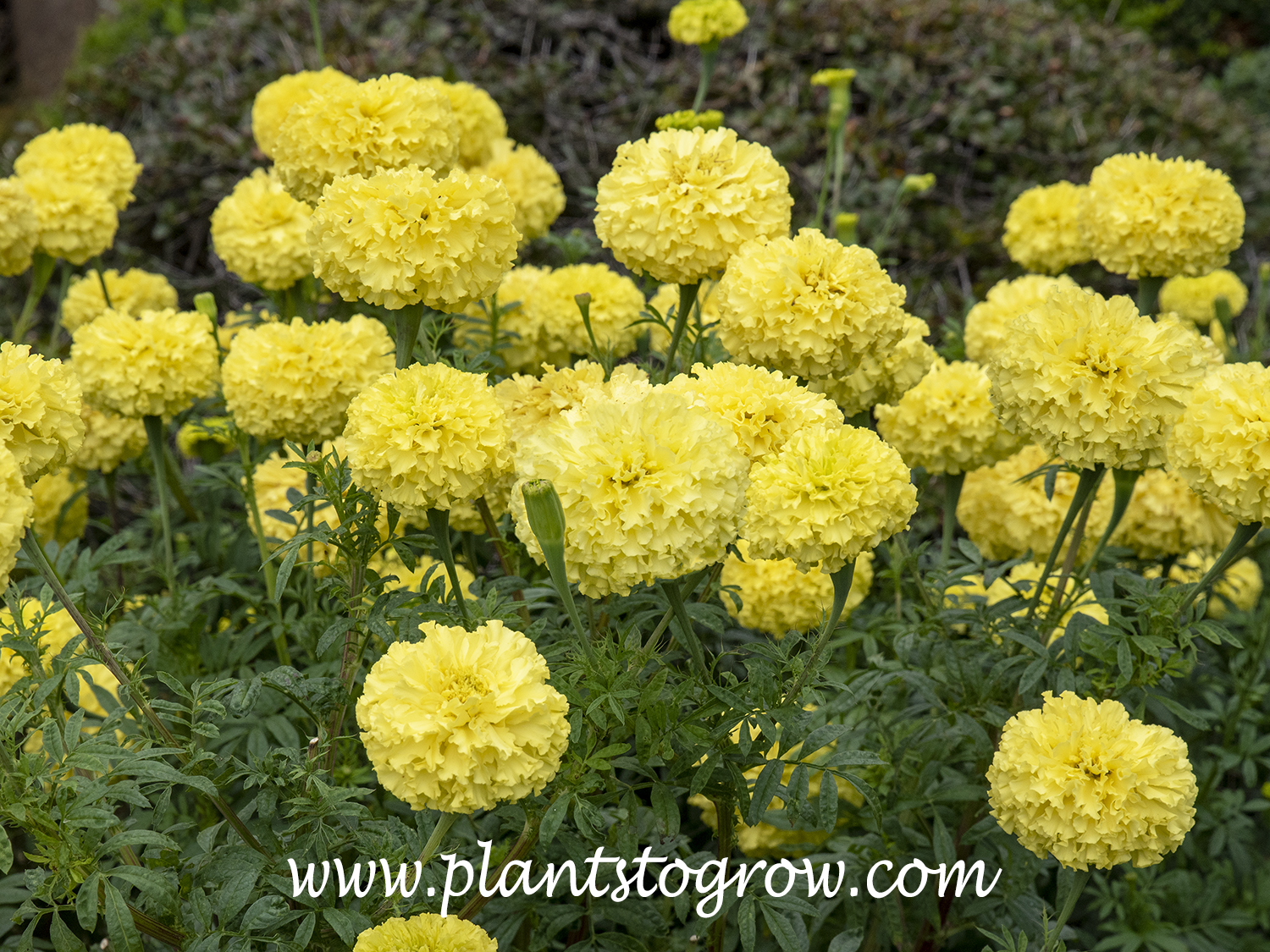 'Key Lime Marigold' (Tagetes erecta)
A tall African type Marigold with large yellow flowers.